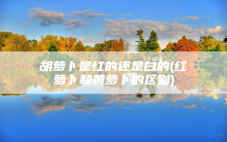 胡萝卜是红的还是白的(红萝卜和黄萝卜的区别)