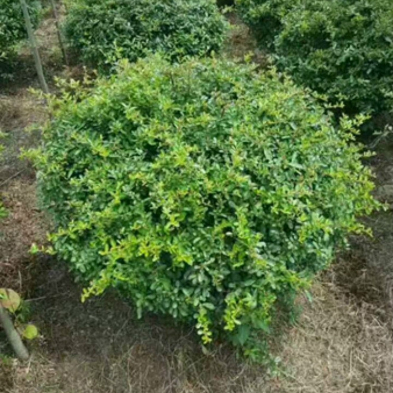 打造高级感庭院的灌木球都有哪些