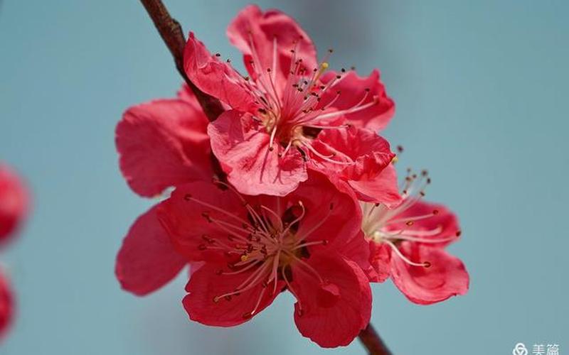花萼红色是桃花还是(桃红色的花有哪些)