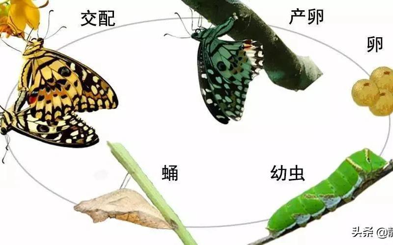 蝴蝶是益虫还是害虫是(蝴蝶是不是害虫还是益虫)