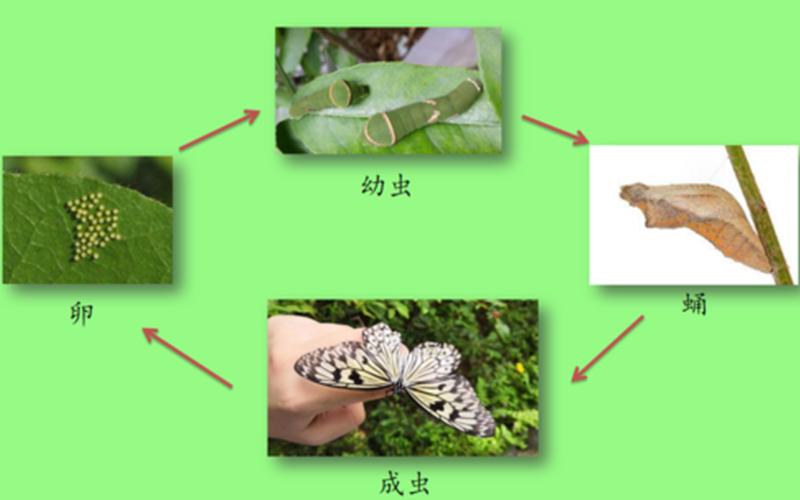 胡蝶是害虫还是益虫(吃害虫的十大益鸟益虫)
