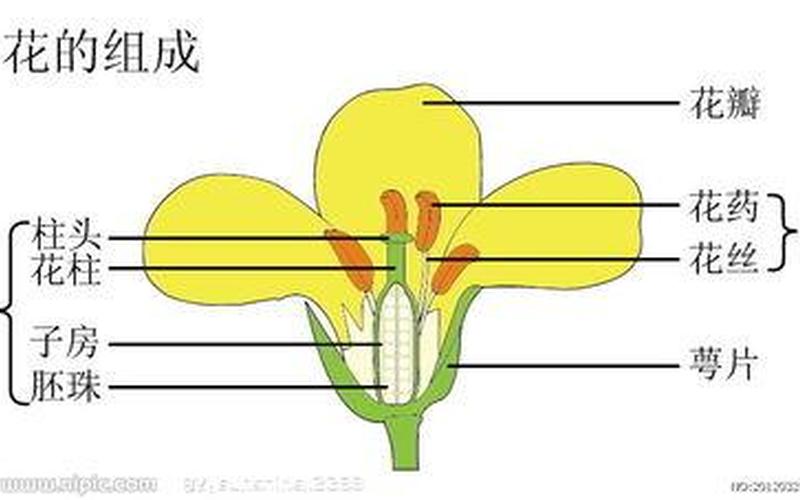 花萼是器官还是组织(什么是器官)