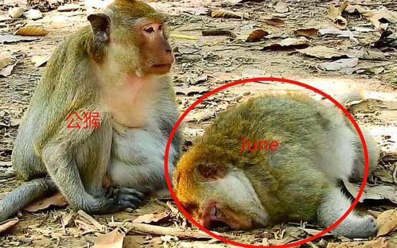 猴是家养还是野生的(野生动物和家养的区别)