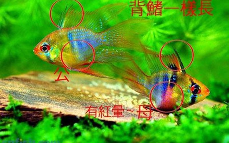 凰是雌性还是雄性(凤有雌性吗)