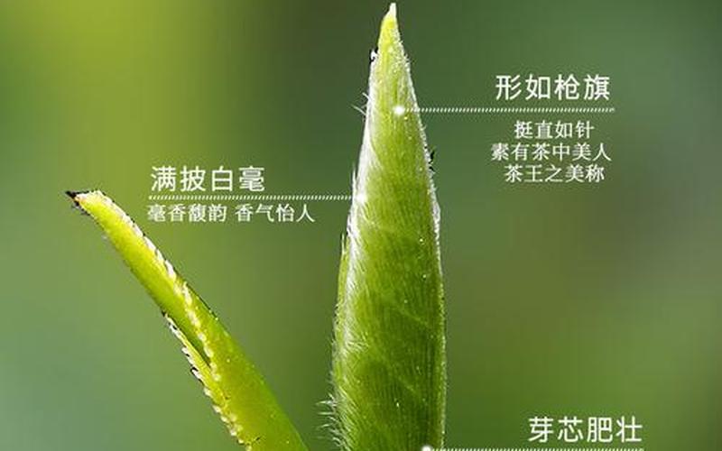 荒野银针是白色还是绿色(荒野银针是什么茶)
