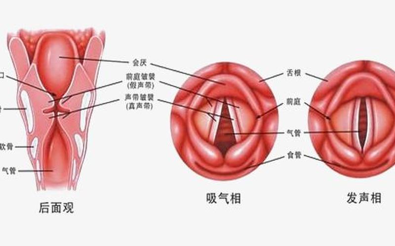 喉是消化还是呼吸(总觉得喉咙有东西没消化)