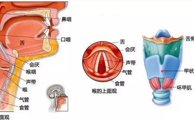 喉是平声还是仄声部(上声是仄声吗)