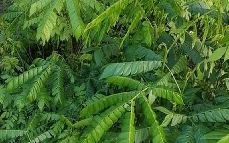 猴耳环是中药还是西药(猴耳环好还是蒲地蓝好)