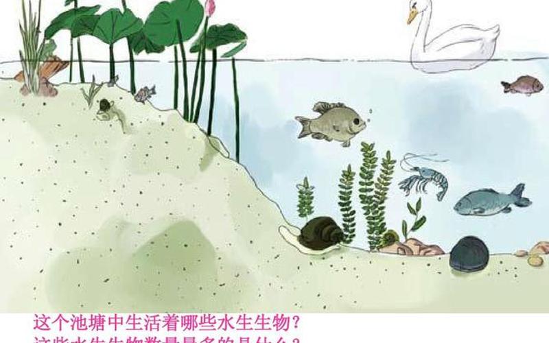 还生是动物还是植物(常见的水生动植物)