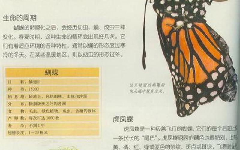 蝴蝶是鸟类还是昆虫类(蝴蝶是什么目什么科)