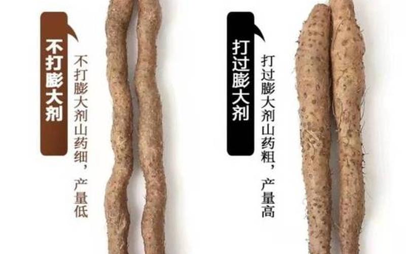淮山是熟还是生吃(铁棍山药能不能生吃)