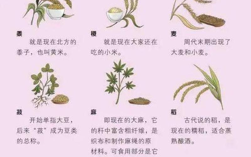 槐米是国槐还是洋槐(槐米和槐花有什么区别)