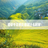 矮牵牛花的花期是什么时候