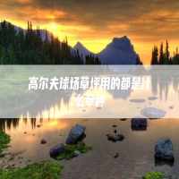 高尔夫球场草坪用的都是什么草种