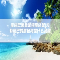 獾尾巴黑色是狗獾还是(没有尾巴的黑色狗是什么品种)