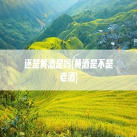 还是黄酒是吗(黄酒是不是老酒)
