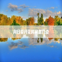 向日葵开花时间是几点