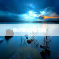 哈尔滨用的花卉都有哪些